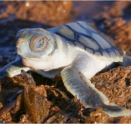 December News: Cultural Land Management, Indigenous Heritage Research, Turtle Nesting and More