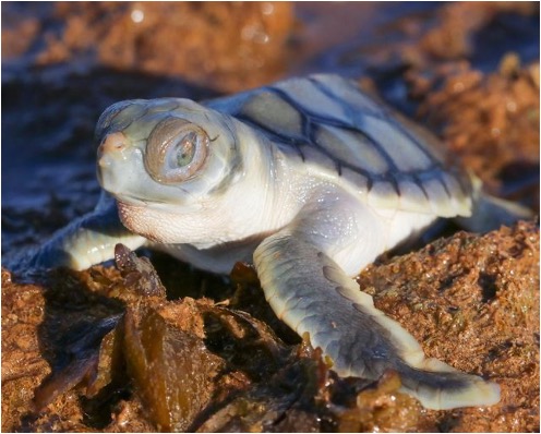 December News: Cultural Land Management, Indigenous Heritage Research, Turtle Nesting and More
